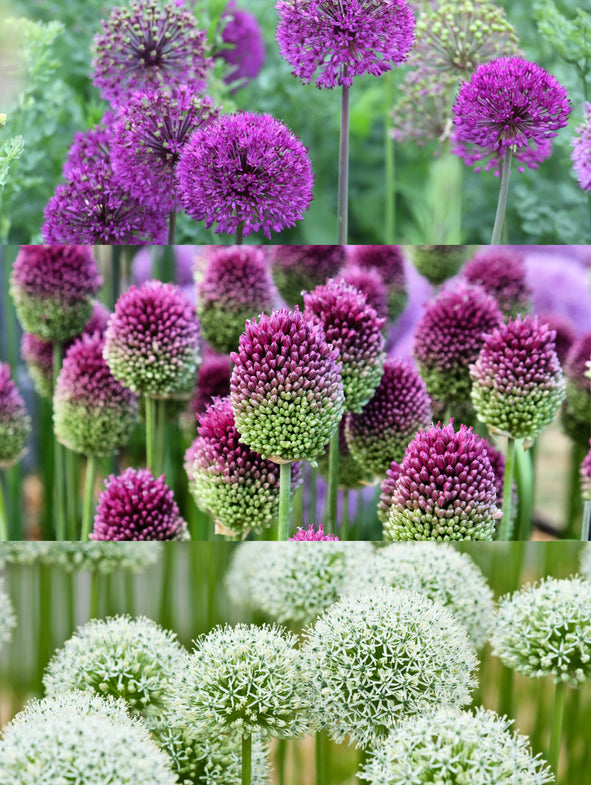 Allium Wimbledon Collection